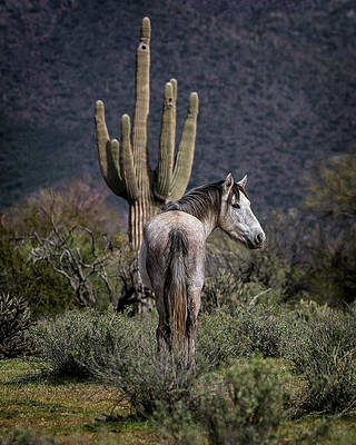 Photograph - Salt River Stallion by American Landscapes