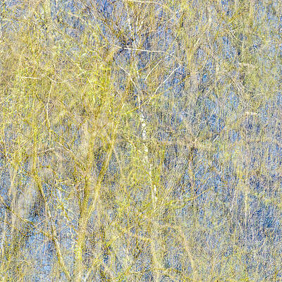 Toronto Photograph - Spring Season - Inspired By Jackson Pollock #1 by Shankar Adiseshan