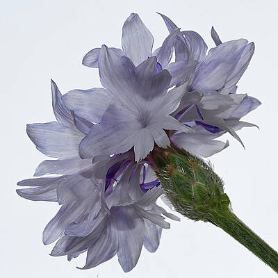 Delicate Wall Art featuring the photograph White With Blue Cornflower #2 by Shirley Mitchell