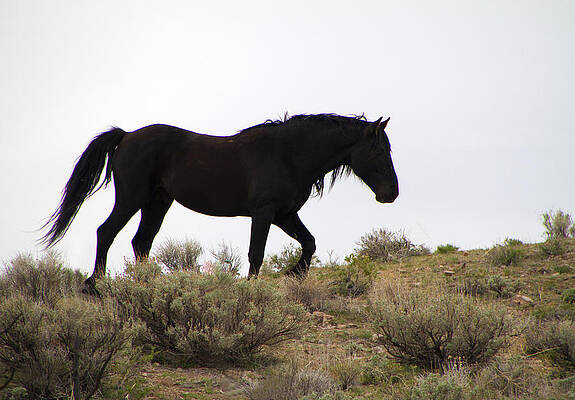 Wild Photograph - Wild Black Mustang Stallion #1 by Waterdancer