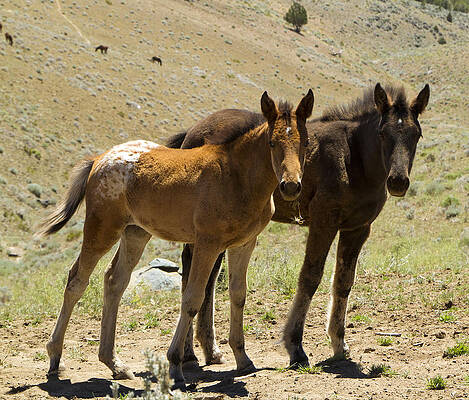 Wild Photograph - Wild Mustang Foals #2 by Waterdancer