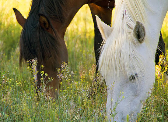 Wild Photograph - Wild Mustang Horses #1 by Waterdancer