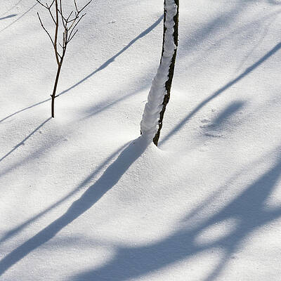 Natural Photograph - Winter Scene - Abstract #1 by Shankar Adiseshan