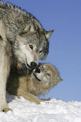 Alpha Wolf Photos for Sale by Science Source Prints
