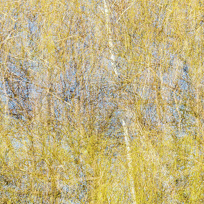 Toronto Photograph - Spring Season - Inspired By Jackson Pollock #2 by Shankar Adiseshan