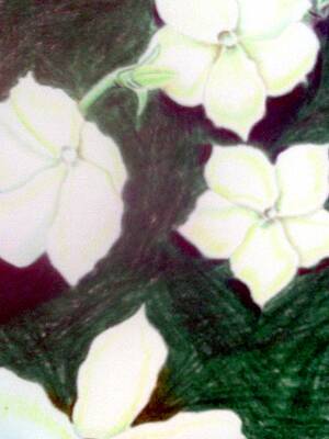 Wall Art featuring the drawing Untitled  #73 by Donald 'C-Note' Hooker