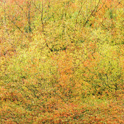 Wall Art featuring the photograph Fall Colors - Abstract #5 by Shankar Adiseshan