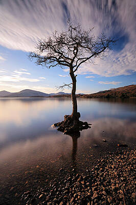 Reflection Wall Art featuring the photograph Loch Lomond Tree #3 by Grant Glendinning