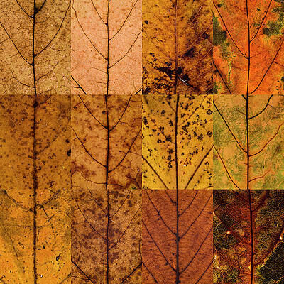 Wall Art featuring the photograph Swatches - Autumn Leaves Inspired By Gerhard Richter #1 by Shankar Adiseshan