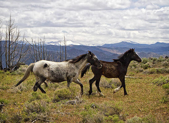 Wild Photograph - Wild Mustang Horses #4 by Waterdancer