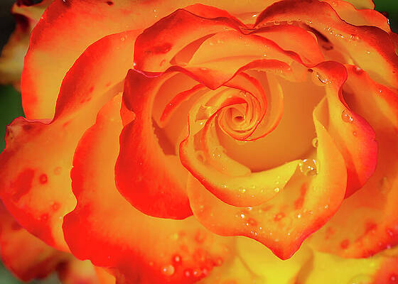 Delicate Wall Art featuring the photograph Rose Beauty #8 by Shirley Mitchell