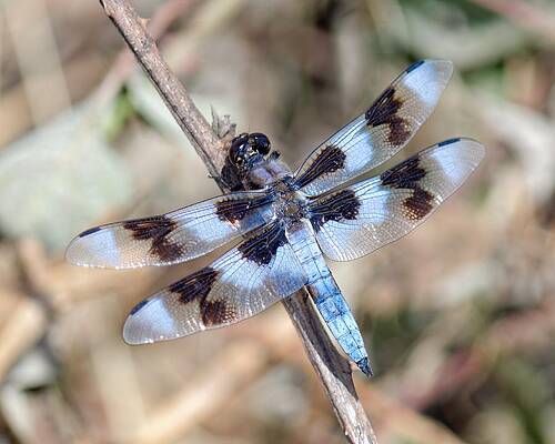 Usa Wall Art featuring the photograph 8-Spotted Skimmer by KJ Swan