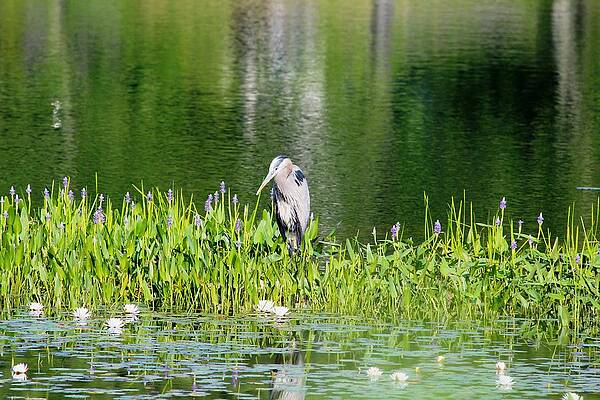 Summer Photograph - Wolfeboro NH #93 by Donn Ingemie