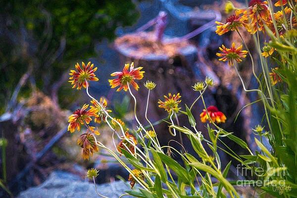 Wall Art featuring the photograph Colorful Imaginations Methow Valley Flowers By Omashte by Omaste Witkowski