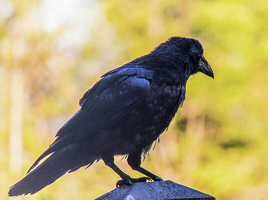 Wall Art featuring the photograph A Crow Looks Away by Jonny D