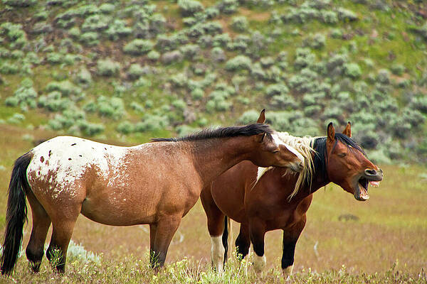 Horse Photograph - Wild Appaloosa Stallion And Paint Horse In Playful Moment by Waterdancer