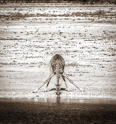 National Wall Art featuring the photograph A Long Way To Go For A Drink - Black And White Giraffe Photograph by Duane Miller
