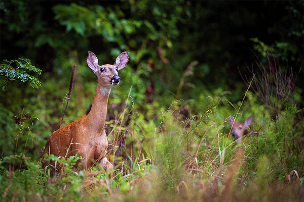 Wall Art featuring the photograph A Mother's Vigilance by Jeff Phillippi