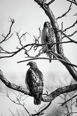 Missouri Wall Art featuring the photograph A Pair Of Red-tails by Jeff Phillippi