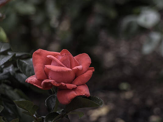 Nature Wall Art featuring the photograph A Red Beauty by Ed Clark