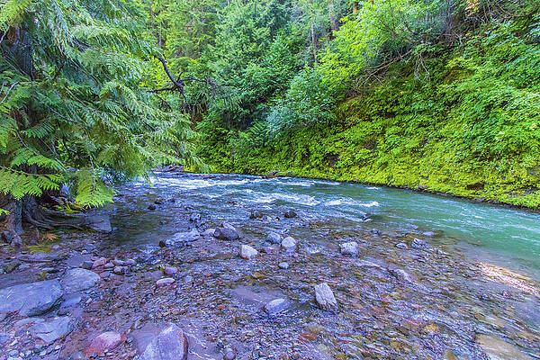 Tree Wall Art featuring the photograph A River by Jonny D