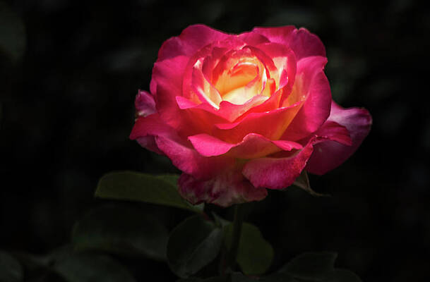 Photograph - A Rose For Love by Ed Clark