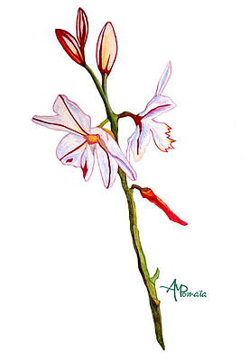 Nature Painting - A Single Lily by Angeles M Pomata