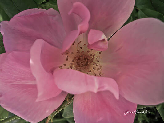 Wall Art featuring the photograph A Single Pink Rose by Joann Copeland-Paul