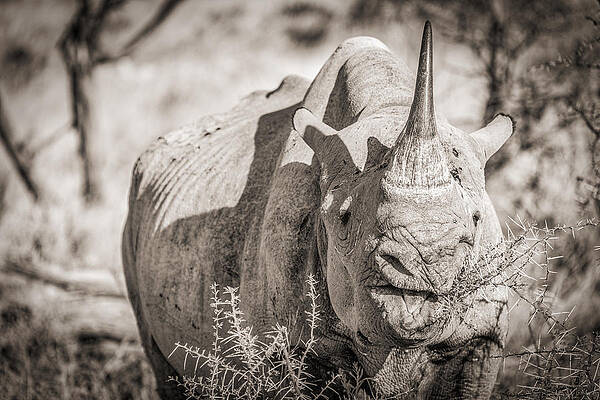 National Wall Art featuring the photograph A Tasty Thornbush - Black And White Rhinoceros Photograph by Duane Miller
