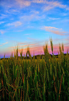 A View from Crop Level by Bill and Linda Tiepelman