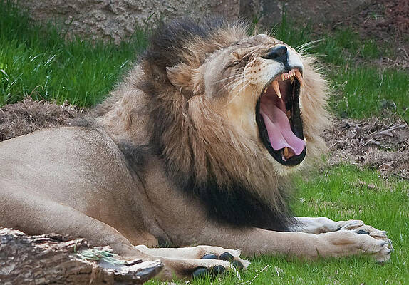 Photograph - A Yawn, Not A Roar by Marshall Hurley