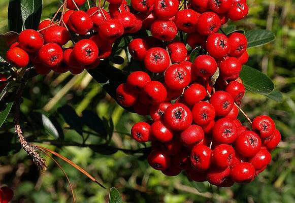 Red Wall Art featuring the photograph ABunDance by Steven Robiner