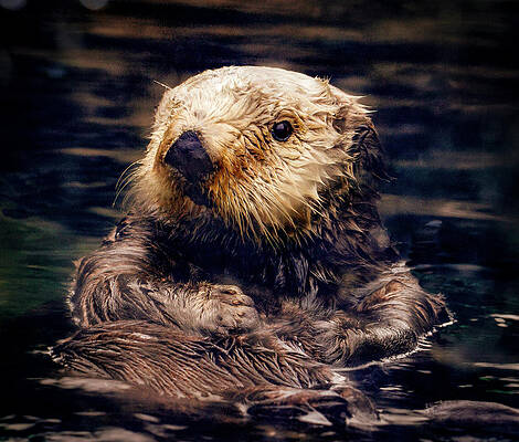 Nature Photograph - Adorable Sea Otter by Jean Noren