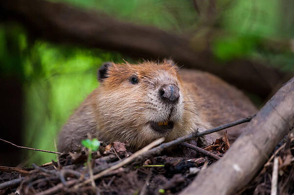 Wall Art featuring the photograph Adult Beaver #1 by Jeff Phillippi