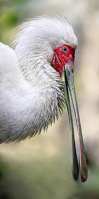Wildlife Wall Art featuring the photograph African Spoonbill by KJ Swan