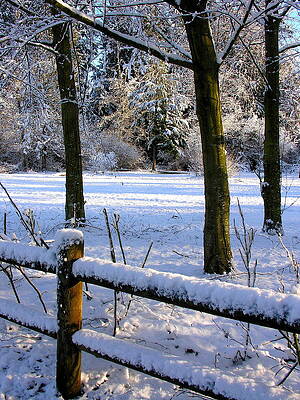 Washington Photograph - After The Snow Fall by C Thomas Cooney