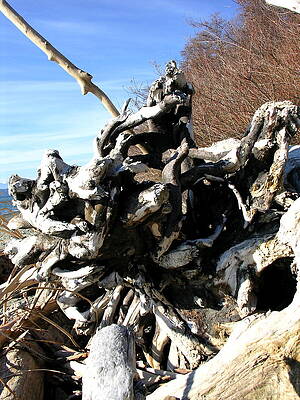 Washington Photograph - Against A Winter Sky by C Thomas Cooney