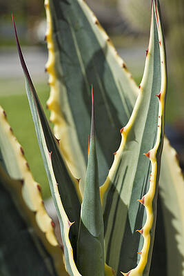 Sharp Agave Leaves Close-up Wall Art