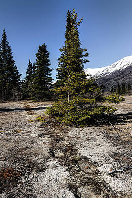 Wall Art featuring the photograph Age-Old Bear Trail by Fred Denner