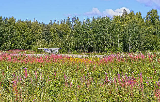 Flower Photograph - Airplane On Flower Landing Strip In Alaska by Waterdancer