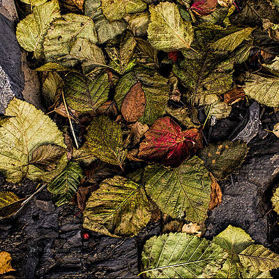 Photograph - Alder Leaves Dan Creek 2015 by Fred Denner