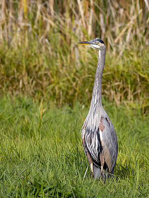 Nature Photograph - Alert Heron by Jean Noren