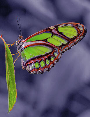 Wild Wall Art featuring the photograph Alien Butterfly by Jean Noren