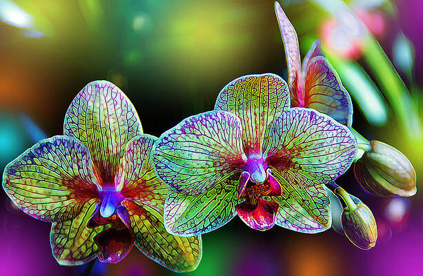 Alien Orchids by Bill and Linda Tiepelman
