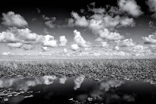 Florida Wall Art featuring the photograph Alligator Alley by Alberto Audisio