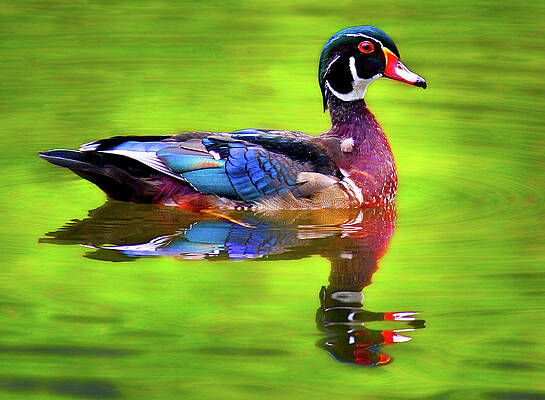 Nature Photograph - Almost Perfect Wood Duck by Jean Noren