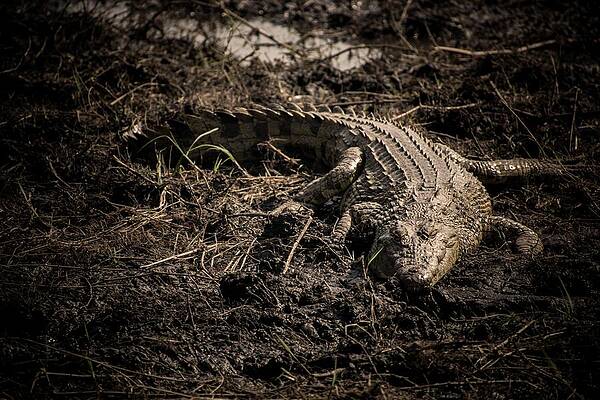 Wildlife Wall Art featuring the photograph Alone In The Dark by Robert Grac