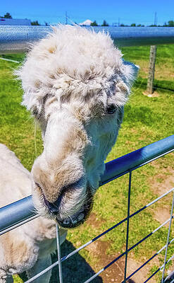 Funny Photograph - Alpaca Yeah by Jonny D