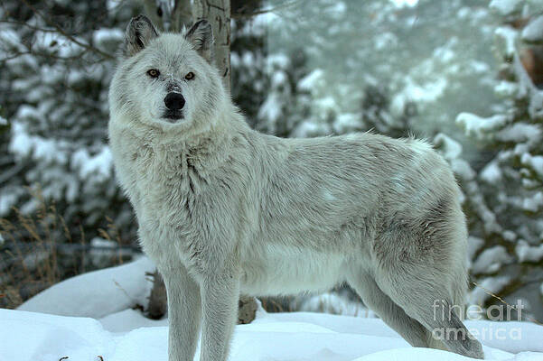 Wilderness Wall Art featuring the photograph Alpha Girl In The Winter by Adam Jewell