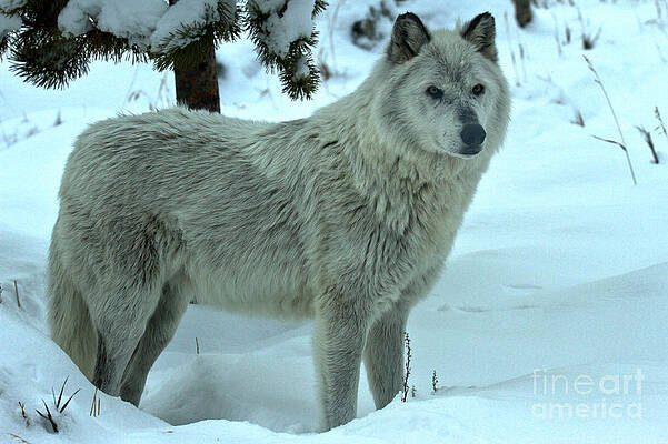 Wilderness Wall Art featuring the photograph Alpha In The Snow by Adam Jewell